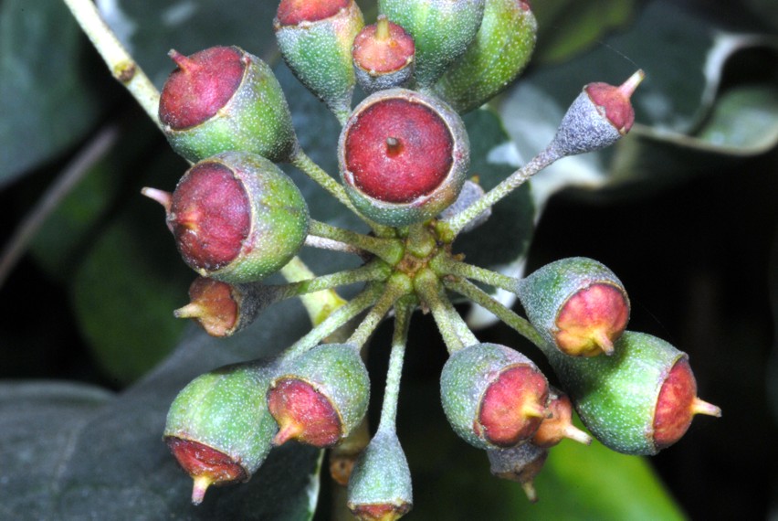 Alcuni scatti con Nikon D200, SB 800 e i due SB-R200